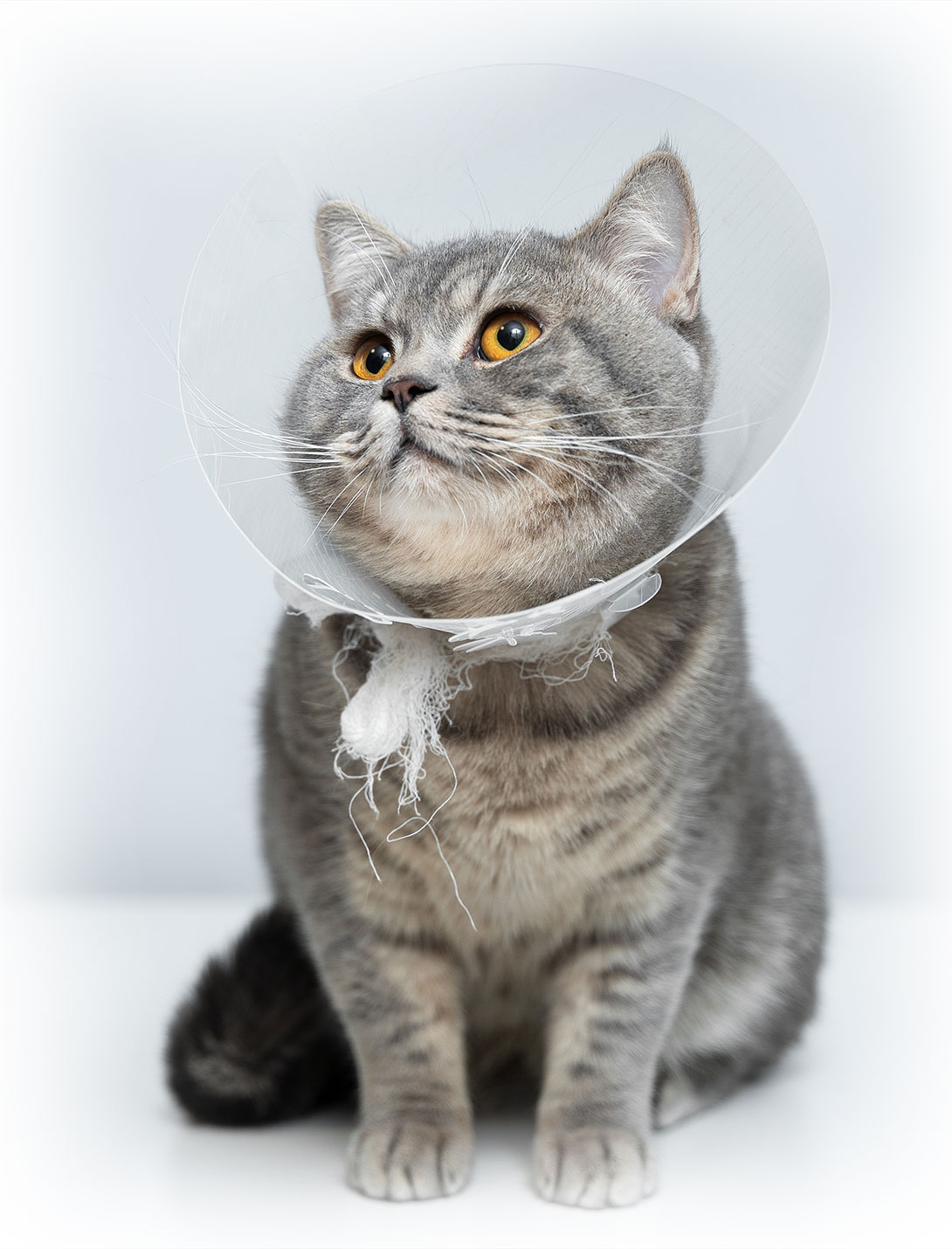 Cat patient being examined during urgent veterinary visit at Peak Pet Urgent Care
