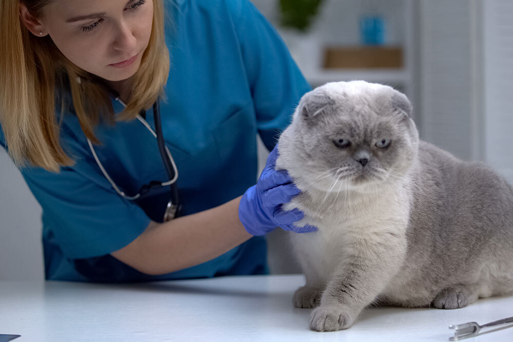 Cat receiving a veterinary checkup — feline wellness and urgent care services