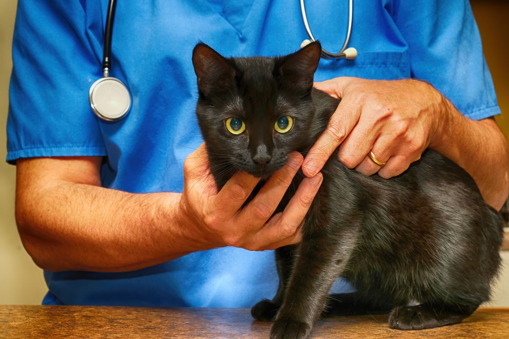 Cat being examined by a veterinarian during a wellness or urgent care vet visit