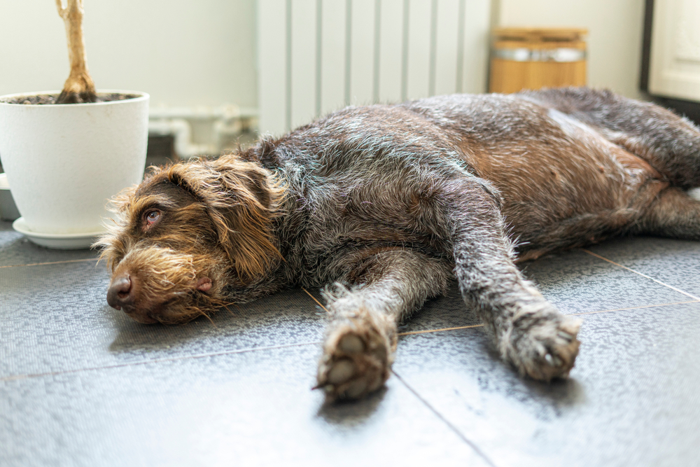 Overweight hunting dog lying down after overexertion and exercise-related collapse