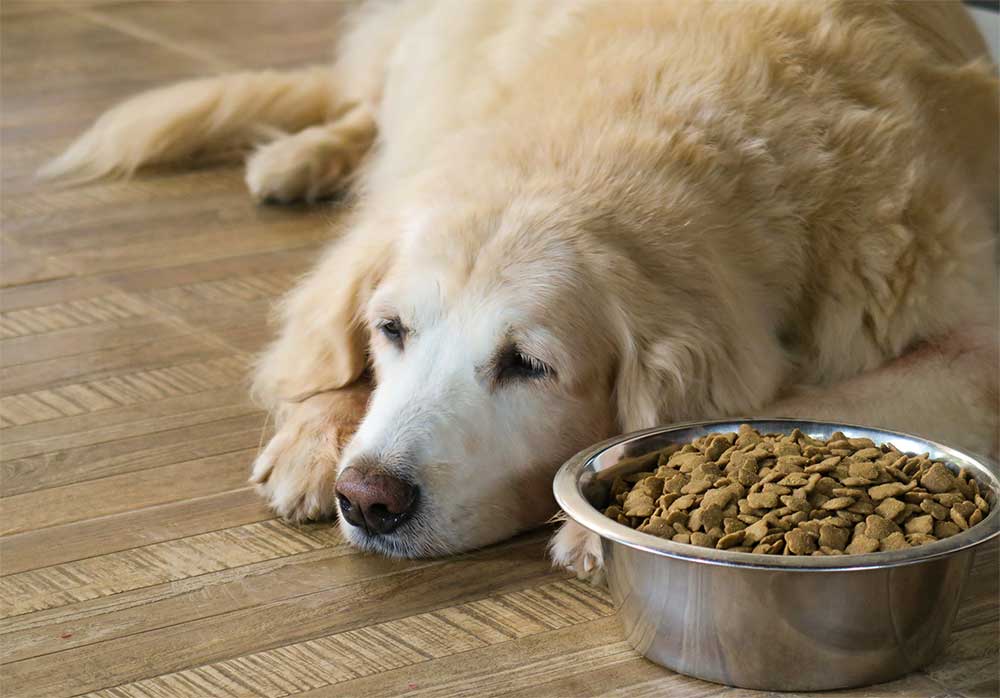 Dog with decreased appetite being evaluated at a veterinary urgent care clinic