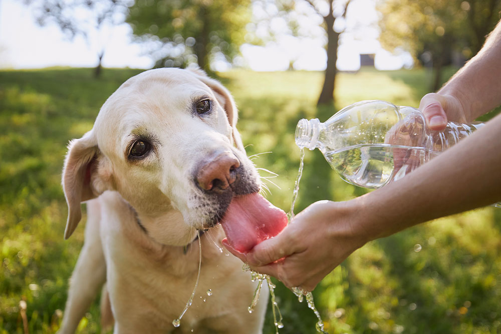 Dog drinking water outdoors — canine hydration and pet wellness care
