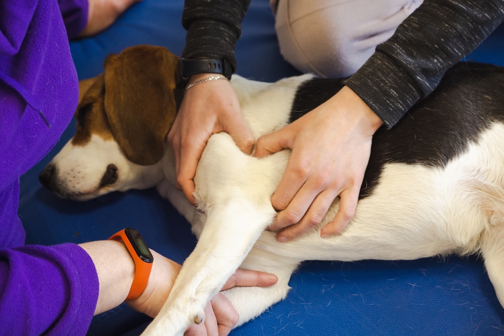 Dog receiving physiotherapy massage to support recovery, improve mobility, and relieve muscle discomfort after injury or surgery.