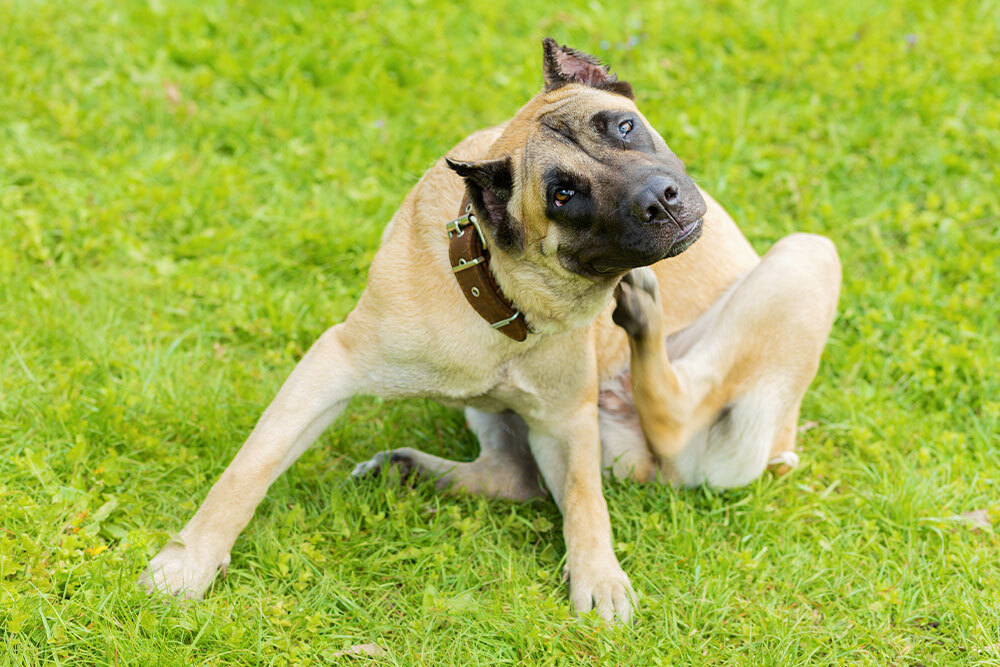 Dog scratching itself in grass, indicating potential allergies or skin condition
