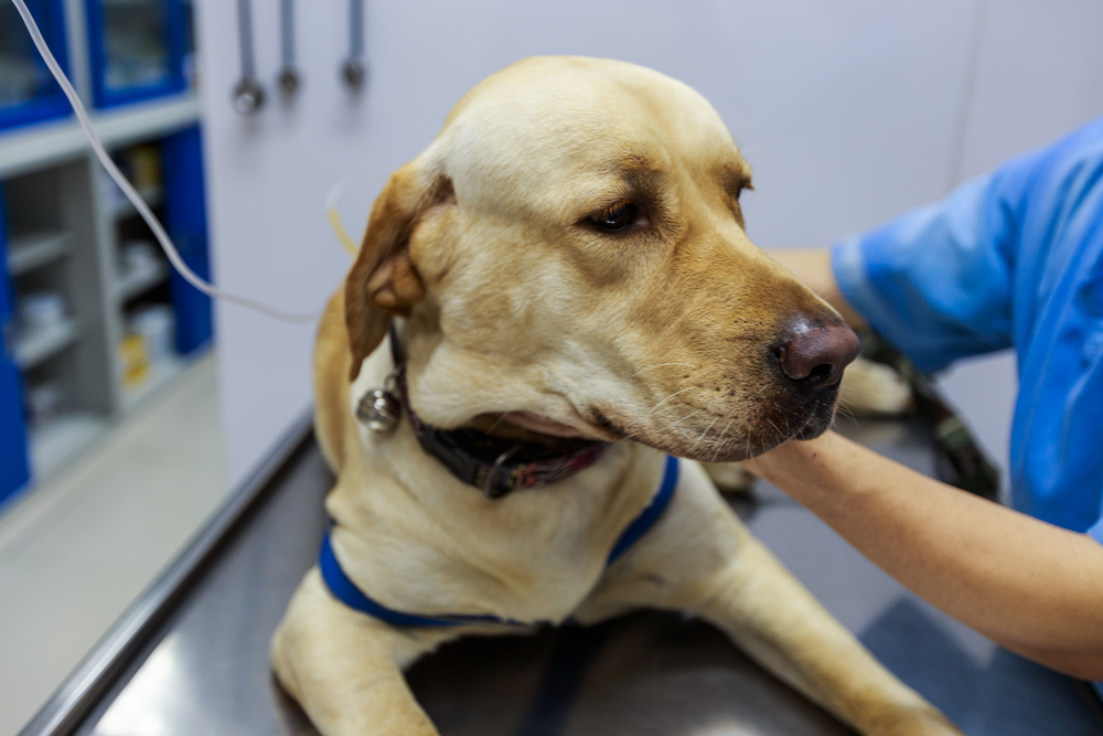 Veterinarian examining and giving IV fluid therapy to a sick Labrador dog at a veterinary clinic