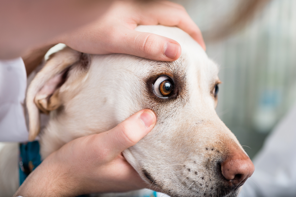 Veterinarian performing a close-up eye examination on a dog during a routine veterinary care visit