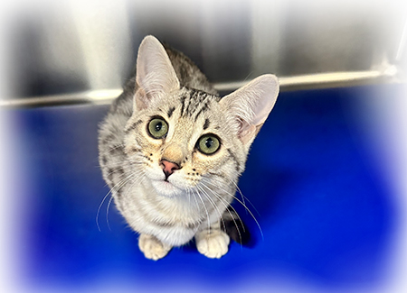 Caring veterinary team member with a pet patient at Peak Pet Urgent Care Reno NV
