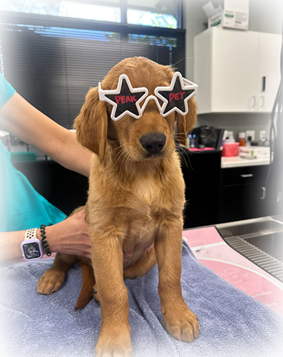 Veterinary staff providing urgent pet care at Peak Pet Urgent Care in Reno NV

