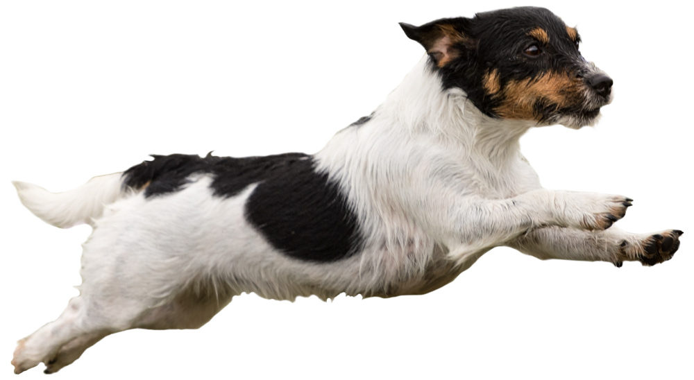 Peak Pet Urgent Care newsletter signup section with pet health tips and updates
