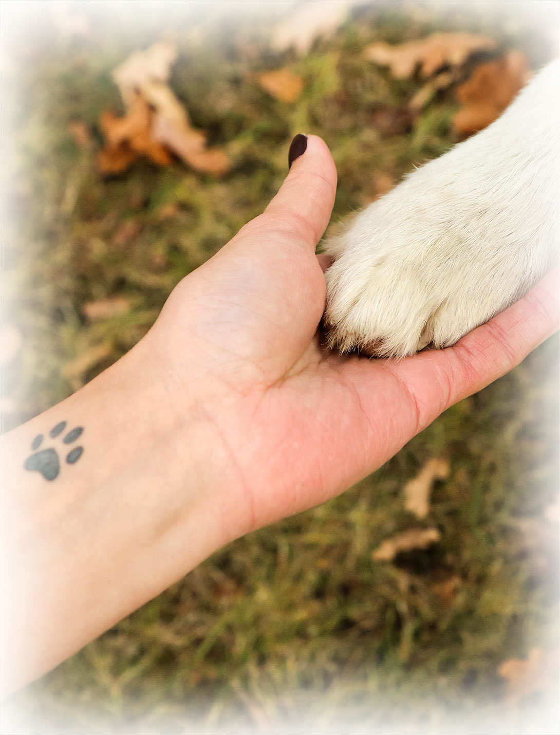 Veterinary staff providing urgent pet care services at Peak Pet Urgent Care Reno NV
