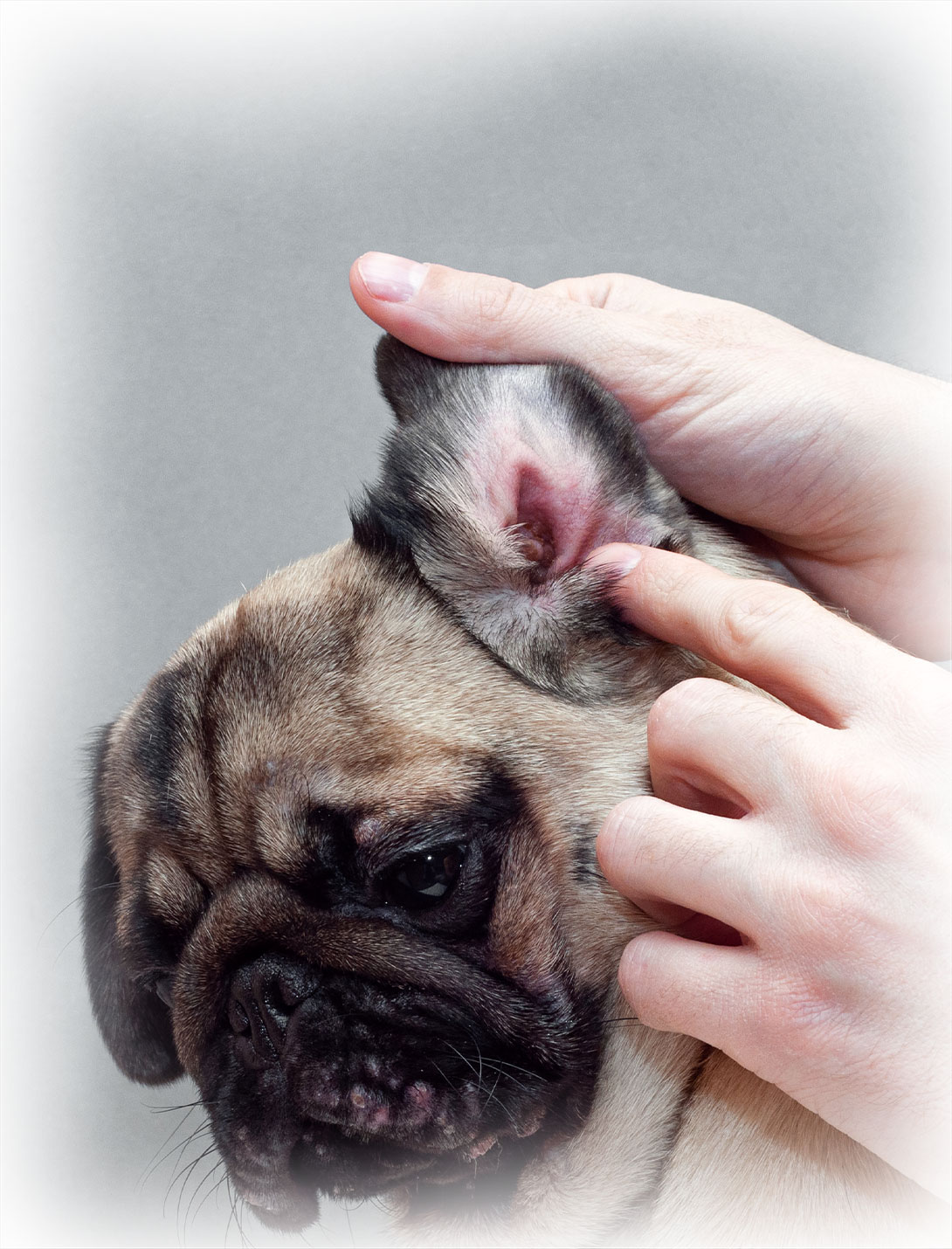 Peak Pet Urgent Care relief veterinary staff delivering compassionate care to pets in Reno, NV
