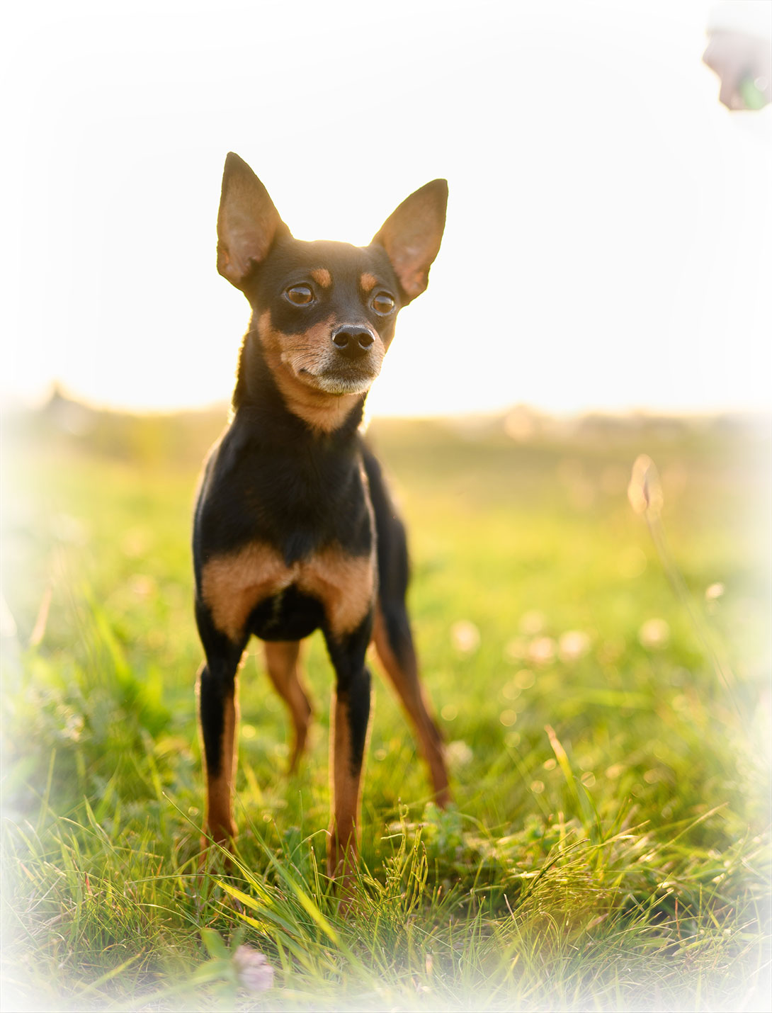 Relief veterinarian at Peak Pet Urgent Care in Reno, NV providing general veterinary services
