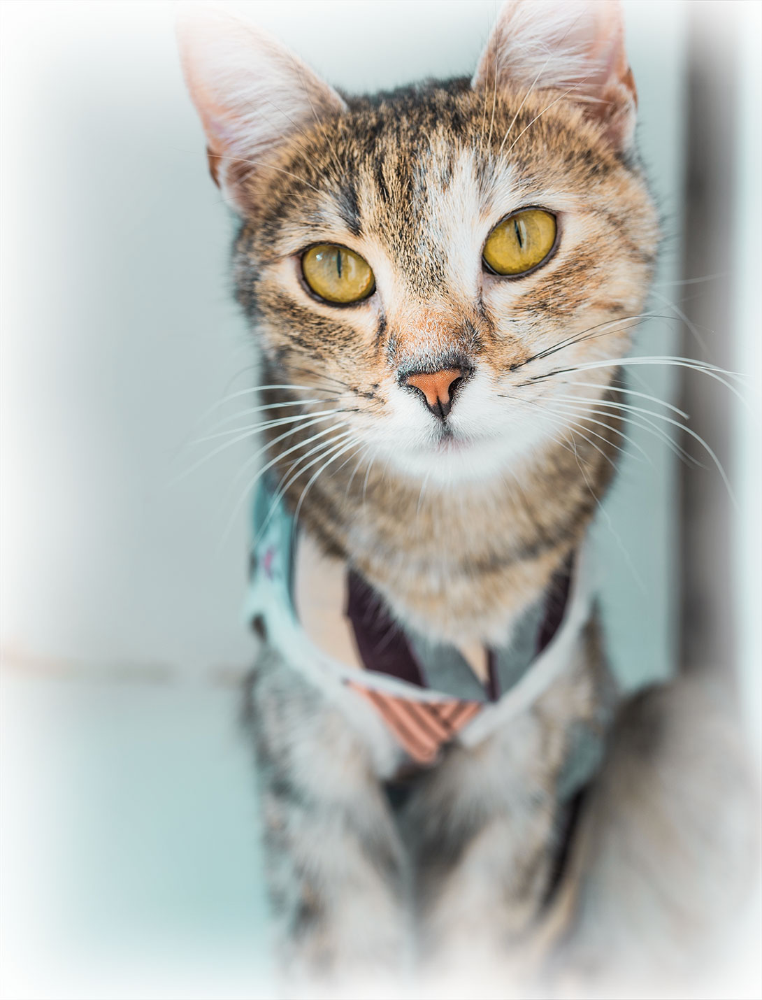 Peak Pet Urgent Care relief veterinarian team – supporting general pet care in Reno, NV

