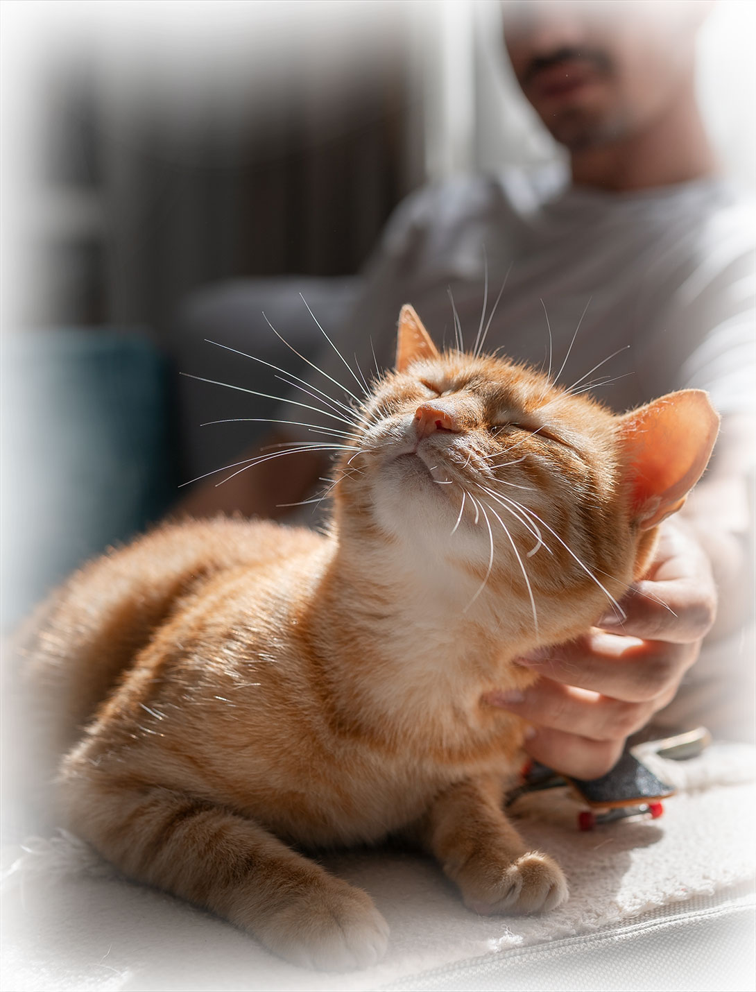 Relief veterinarian at Peak Pet Urgent Care consulting with pet owner in Reno, NV
