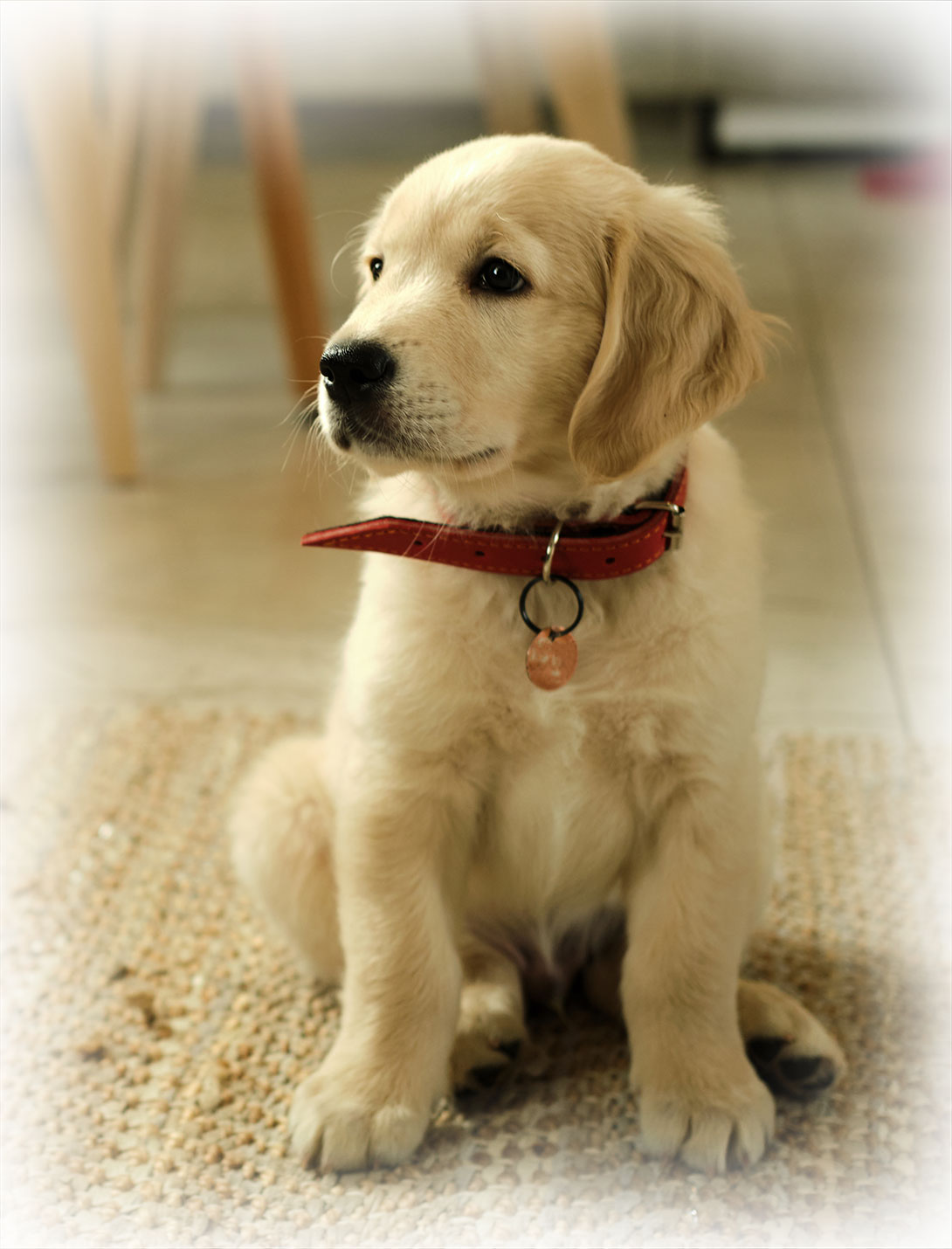 Peak Pet Urgent Care relief veterinarian providing hands-on general pet care in Reno, NV
