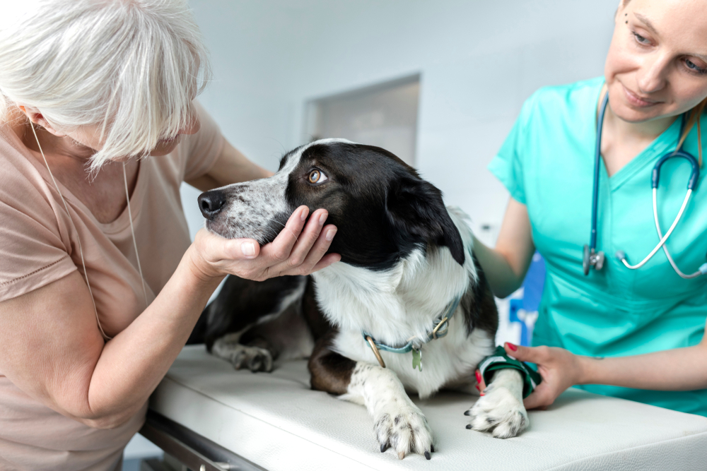 Veterinarian examining a dog while speaking with a senior pet owner during a veterinary consultation