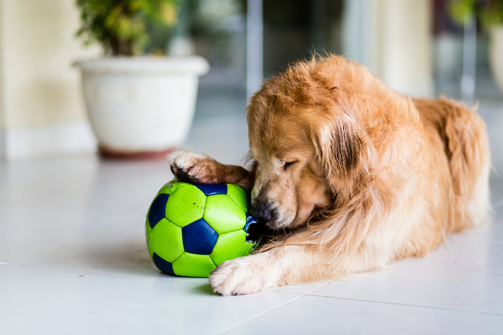 Happy dog playing with a green soccer ball outdoors, enjoying active pet exercise