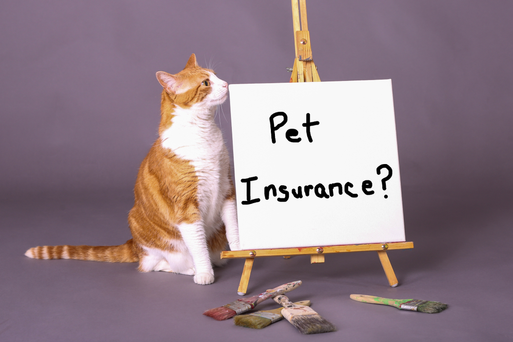 Orange and white tabby cat standing beside a pet-friendly sign at a veterinary clinic