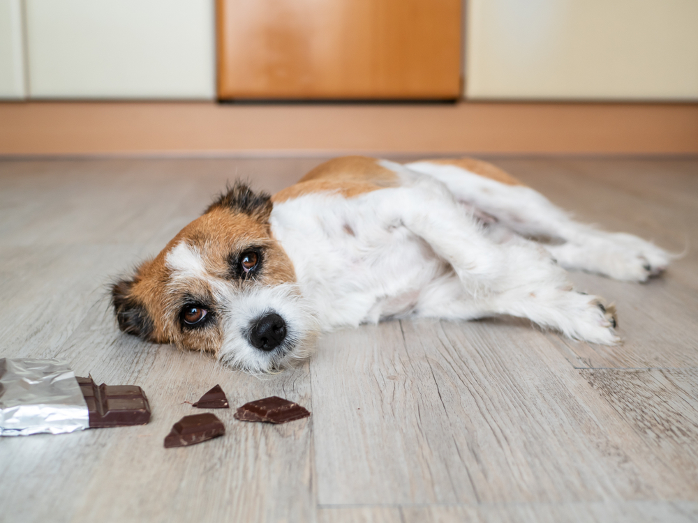 Small Terrier dog lying on the floor next to chocolate — pet toxin danger