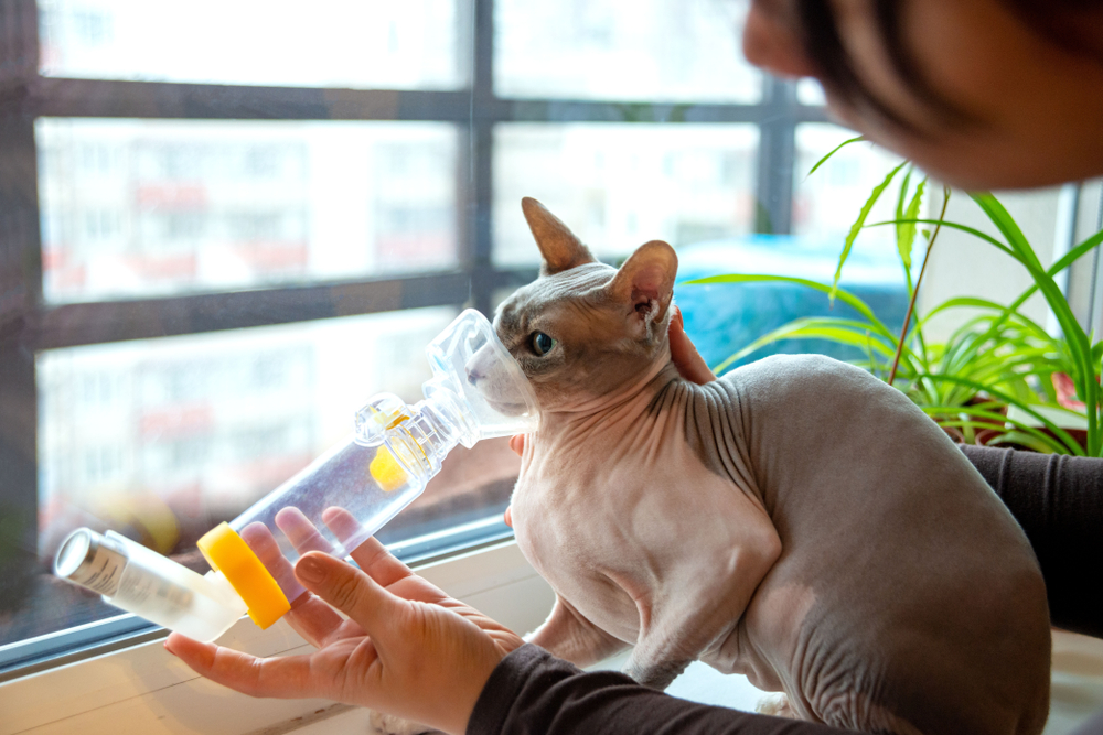 Young woman gently caring for a Sphynx cat at home, highlighting hairless cat pet care