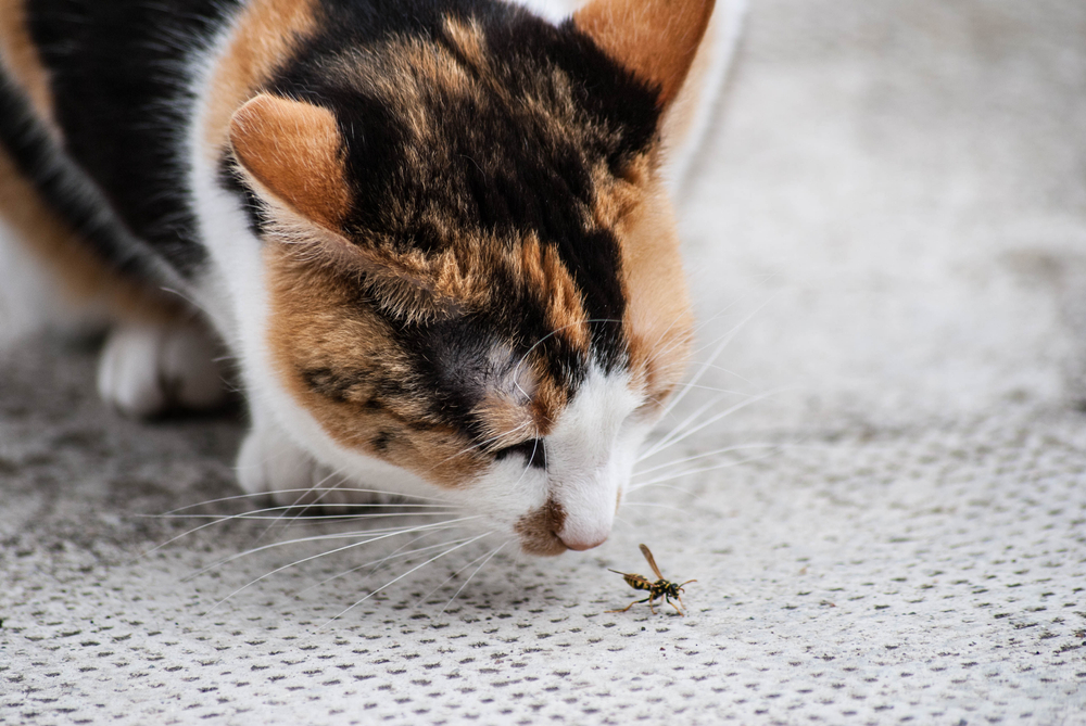 Black and white cat sniffing a bee, illustrating the risk of insect stings in pets