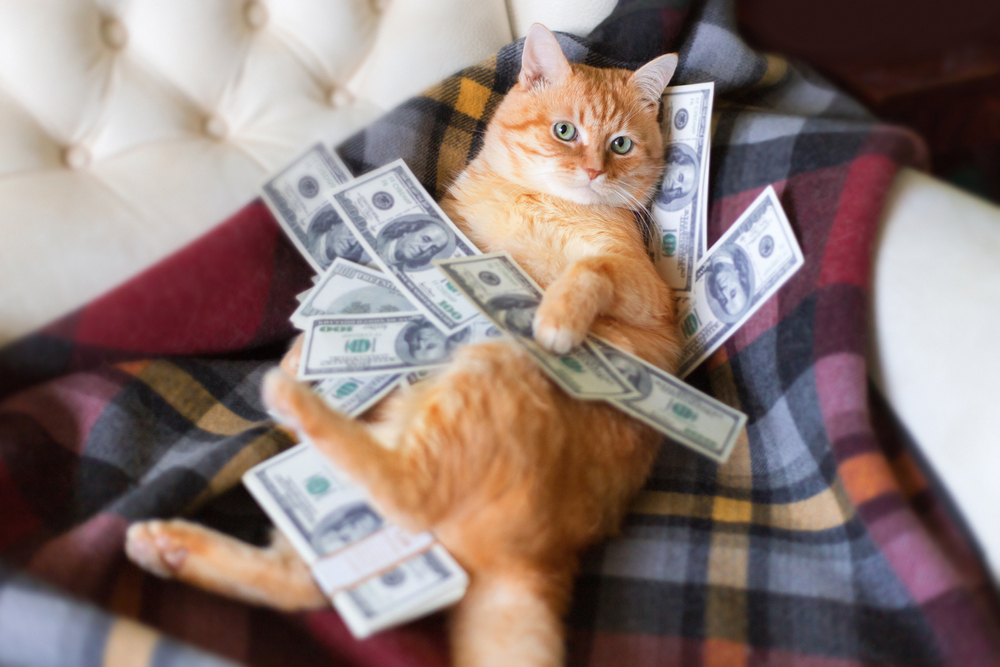 Cat lying on a sofa surrounded by dollar bills, representing the cost of pet veterinary care