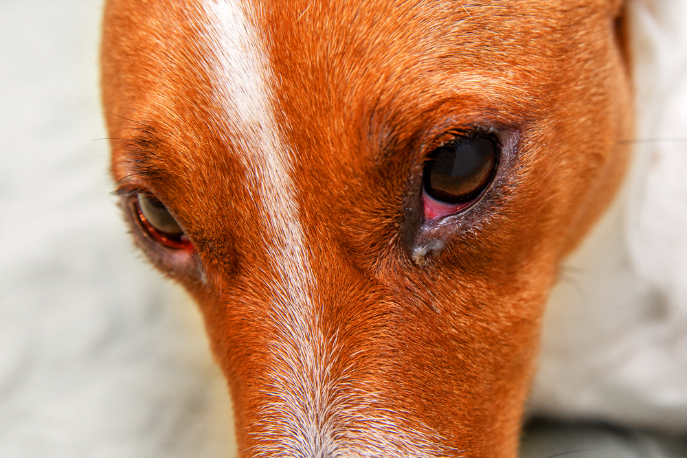 Close-up of redness and a bump in a dog's eye indicating irritation or infection