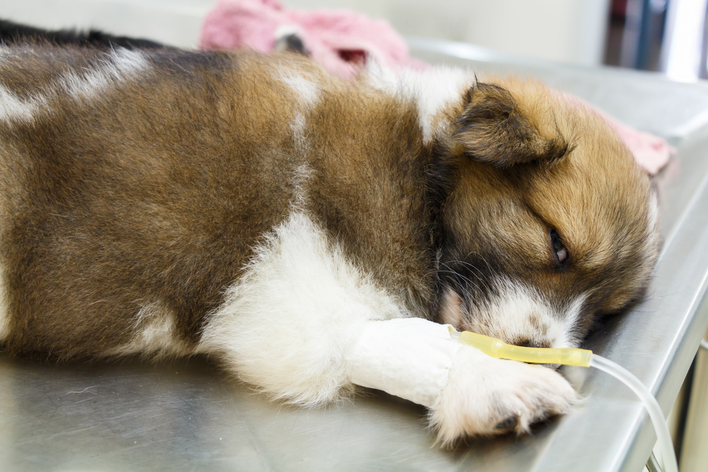 Sick puppy with IV drip on operating table receiving veterinary care