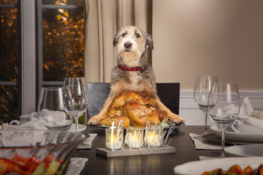 Funny dog sitting at the head of a formal dining table, showcasing pet personality