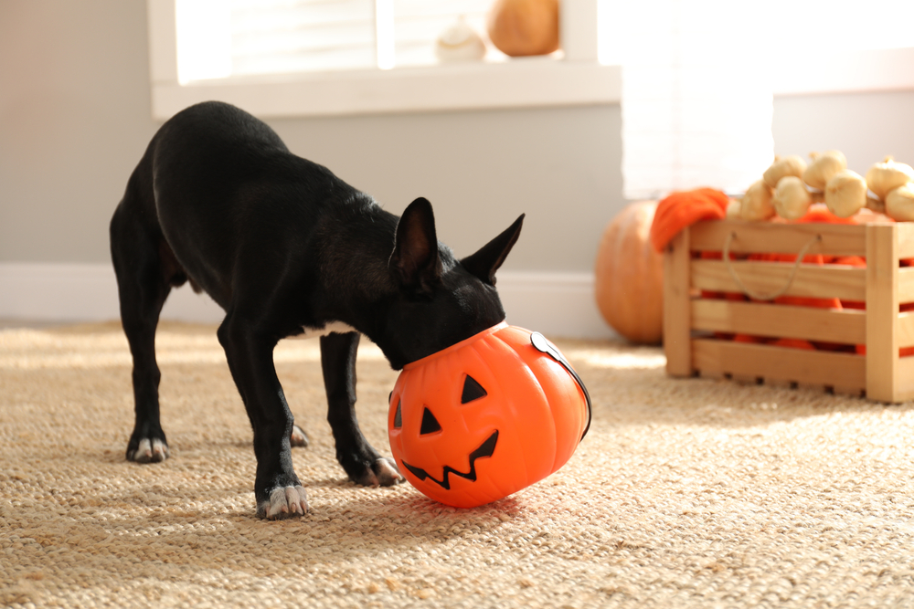 Cute black dog with a Halloween treat bucket indoors, celebrating pet-safe holidays