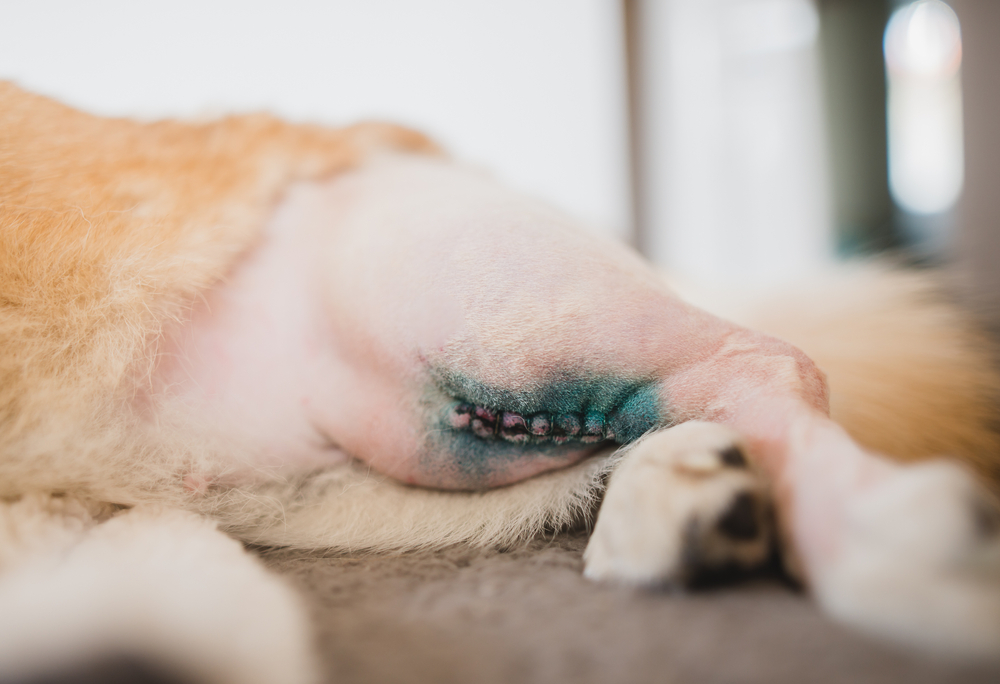 Welsh Corgi Pembroke recovering after TPLO tibial surgery with a bandaged hind leg