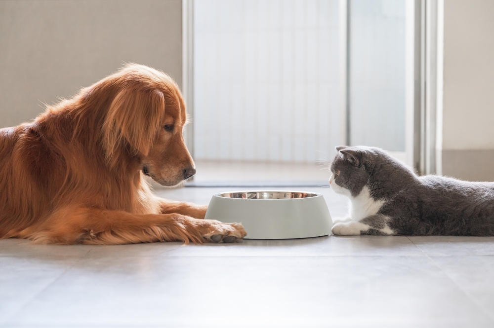 Golden Retriever and British Shorthair cat eating together from bowls — pet nutrition care