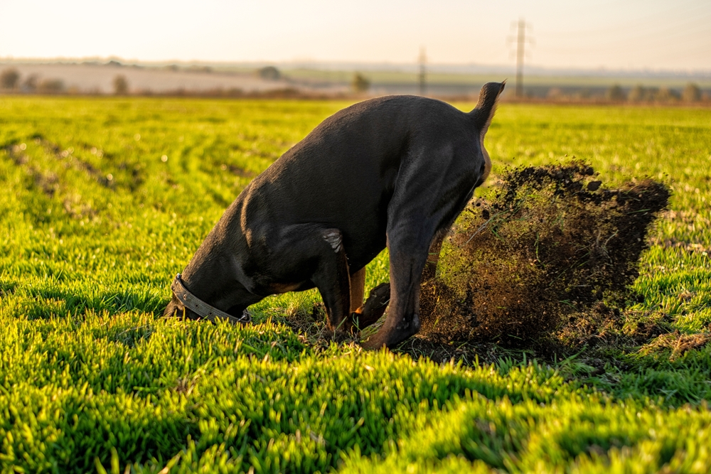 Doberman dog chewing and tearing with its teeth, illustrating common pet behavior and dental concerns
