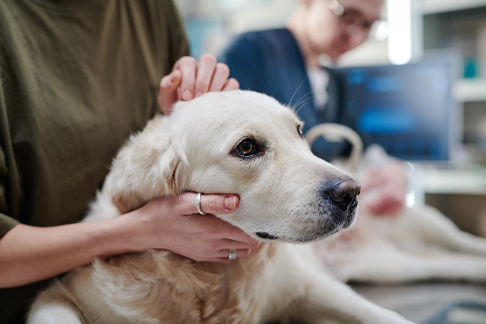 Veterinarian examining a sick dog during an urgent care visit at a pet clinic