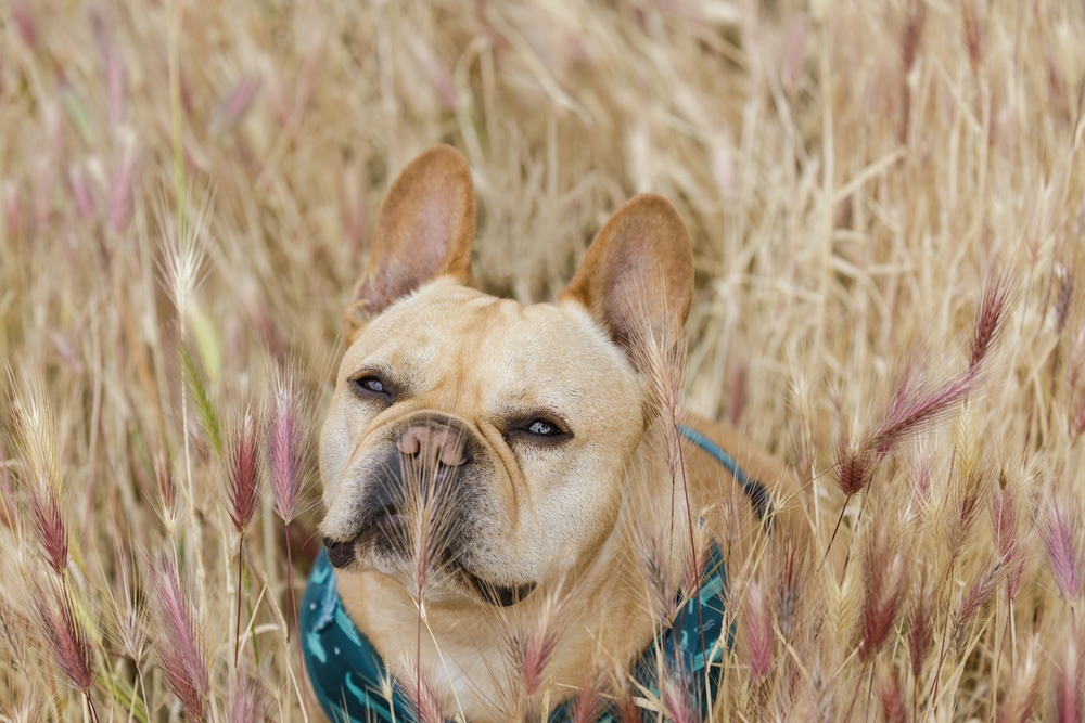 French Bulldog near foxtail plants in a field, highlighting the risk foxtails pose to dogs