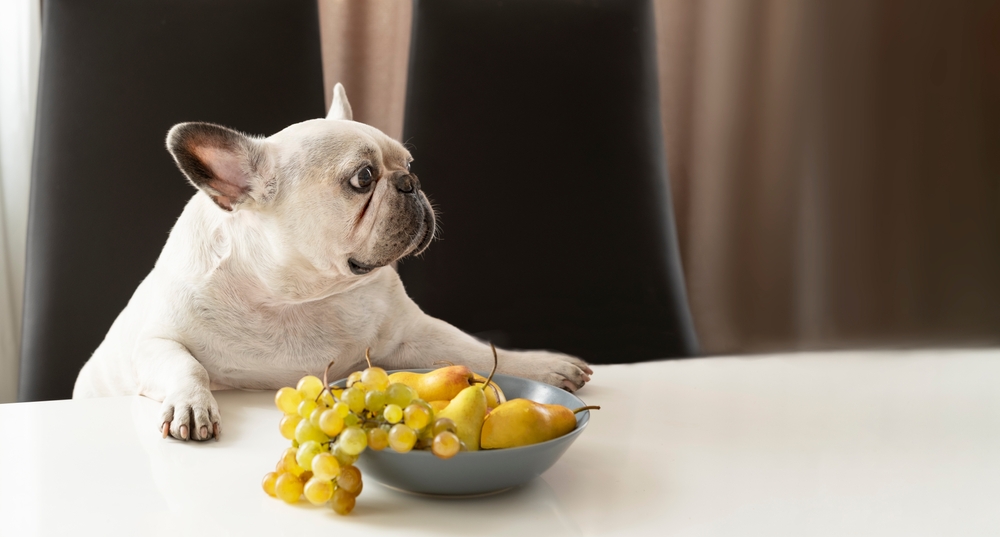 White French Bulldog sitting at a table — urgent pet care services in Reno, NV