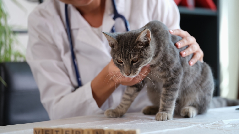 Female veterinarian holding and examining a sick cat up close during a diagnostic health checkup