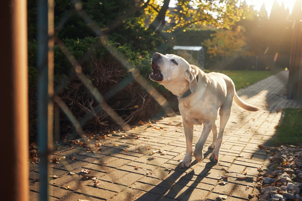 Labrador Retriever barking behind a fence, illustrating reactive or territorial dog behavior