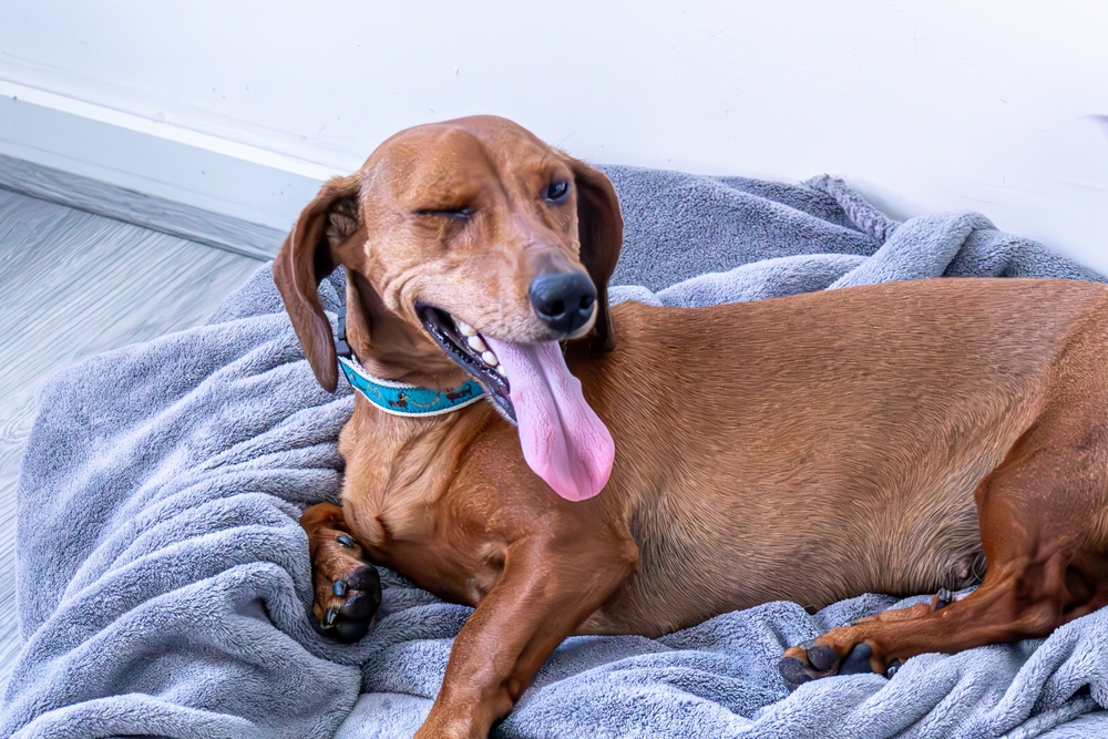 Short-haired brown Dachshund with one eye closed, a humorous and expressive pet portrait