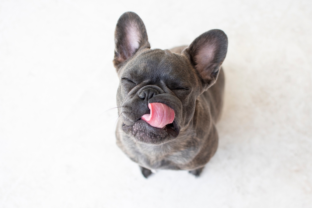 Portrait of a cute grey French Bulldog, a breed commonly seen at pet urgent care clinics