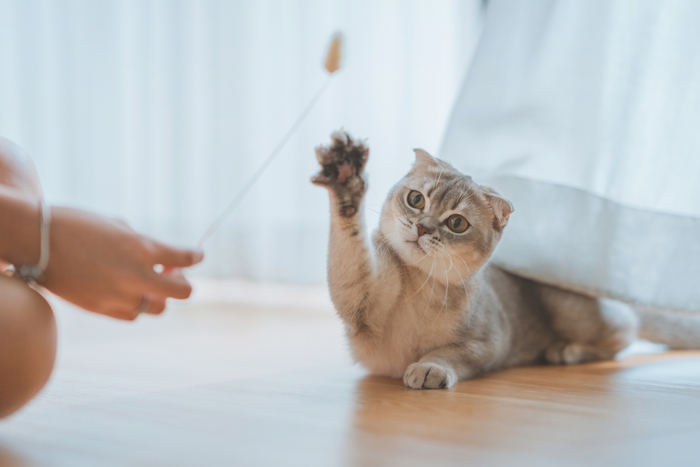 Woman playing with a Scottish Fold cat using an interactive toy, promoting feline enrichment