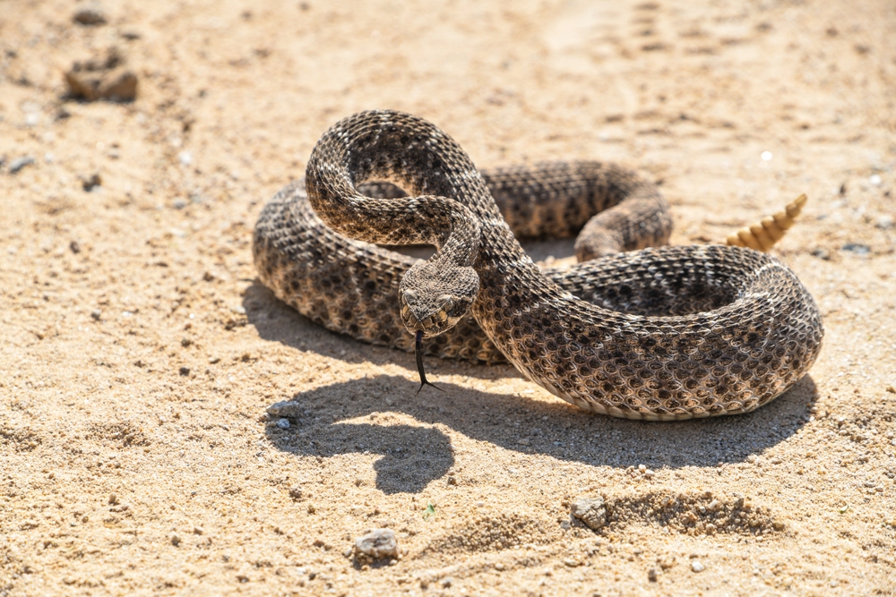 Western diamondback rattlesnake coiled in Arizona desert, a venomous threat to pets in the Southwest