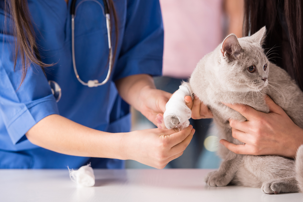 Veterinarian performing medical examination on a cat with an injured leg at urgent care clinic