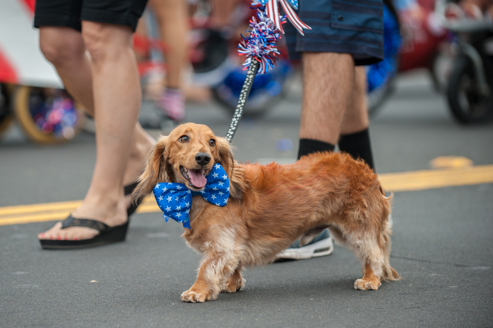 Patriotic dachshund wearing stars and stripes costume walking in a street parade