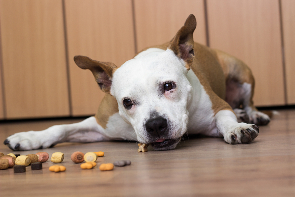 Dog swallowing a treat that may pose a foreign body obstruction risk.