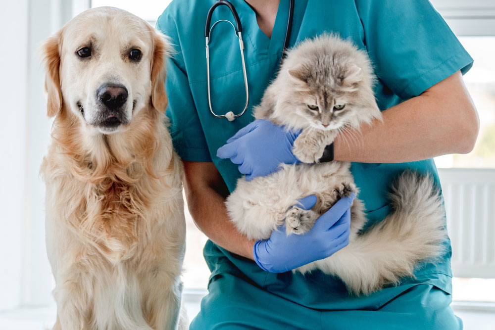 Veterinarian posing with a cat and dog during a general wellness visit in Reno, NV
