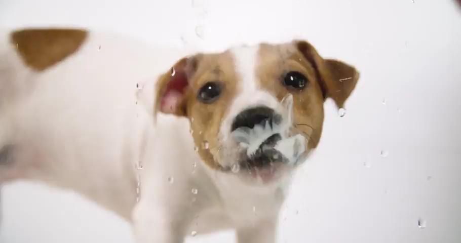 Video placeholder for Peak Pet Urgent Care veterinary services overview